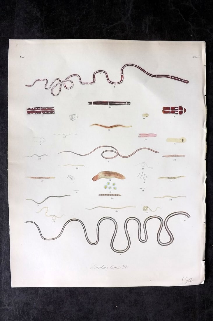 Dalyell. John 1853 Scarce Hand Col Sea Life Print. Gordius Tania 10: Hand Colored Etching Published 1851-58, London for "The Powers of the Creator displayed in the Creation..." by Sir John Graham Dalyell. Paper Size: 11 x 8.5 inch (28 x 22cm) Good Condition