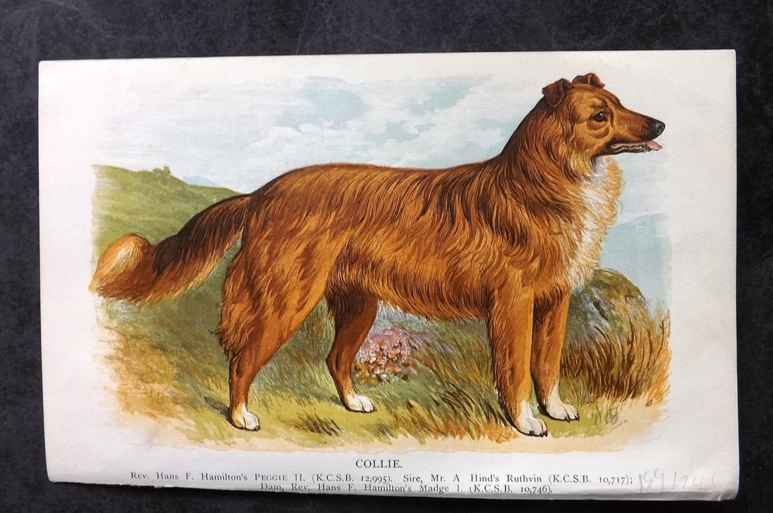 Dalziel, Hugh 1880's Antique Dog Print. Collie: Colour Printed Woodblock Published 1880's, London for "British Dogs..." by Hugh Dalziel. Reverse side blank. Paper Size: 8 x 5 inch (21 x 13cm) Good Condition