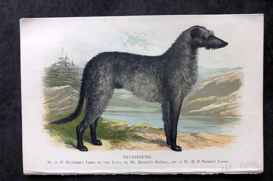Dalziel, Hugh 1880's Antique Dog Print. Deerhound: Colour Printed Woodblock Published 1880's, London for "British Dogs..." by Hugh Dalziel. Reverse side blank. Paper Size: 8 x 5 inch (21 x 13cm) Good Condition