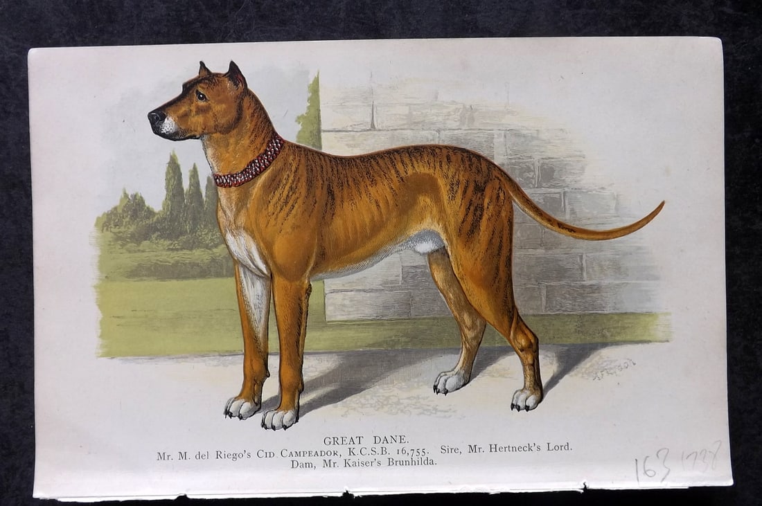 Dalziel, Hugh 1880's Antique Dog Print. Great Dane: Colour Printed Woodblock Published 1880's, London for "British Dogs..." by Hugh Dalziel. Reverse side blank. Paper Size: 8 x 5 inch (21 x 13cm) Good Condition