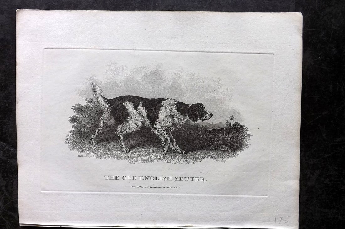 Daniel, William 1802 Antique Dog Print. Old English Setter: Copper Plate Published 1802, London for "Rural Sports" First Edition by William Daniel. Paper Size: 10 x 8 inch (26 x 20cm) Good Condition
