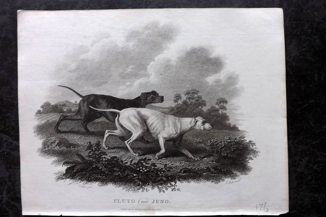 Daniel, William 1802 Antique Dog Print. Pluto and Juno: Copper Plate Published 1802, London for "Rural Sports" First Edition by William Daniel. Paper Size: 10 x 8 inch (26 x 20cm) Good Condition