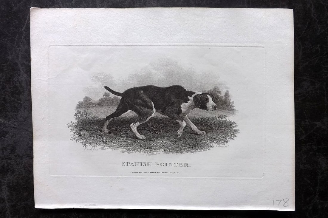 Daniel, William 1802 Antique Dog Print. Spanish Pointer: Copper Plate Published 1802, London for "Rural Sports" First Edition by William Daniel. Paper Size: 10 x 8 inch (26 x 20cm) Good Condition