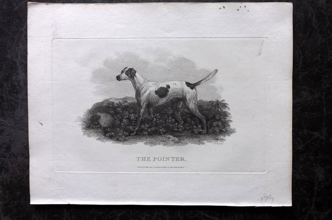 Daniel, William 1802 Antique Dog Print. The Pointer: Copper Plate Published 1802, London for "Rural Sports" First Edition by William Daniel. Paper Size: 10 x 8 inch (26 x 20cm) Good Condition
