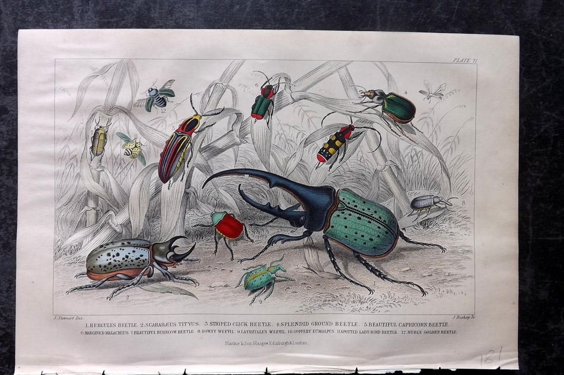 Goldsmith, Oliver 1870 Hand Col Print. Beetles: Hand Colored Steel Engravings Published 1870 by Blackie & Son, London for "A History of the Earth and Animated Nature" by Oliver Goldsmith. Fine hand colour as issued. Paper Size: 9.5 x 6 inch (24 x 1