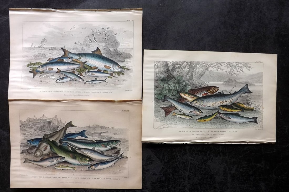 Goldsmith, Oliver 1870 Lot of 3 Hand Col Fish Prints (1 of 2)