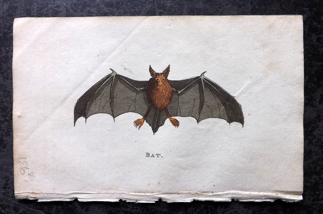 Holloway, William 1804 Hand Col Print. Bat: Hand Colored Copper Plate Published 1803-04, London for "The British Museum; Or Elegant Repository of Natural History" by William Holloway and John Branch. Paper Size: 5 x 3.5 inch (13 x 9cm) Very min