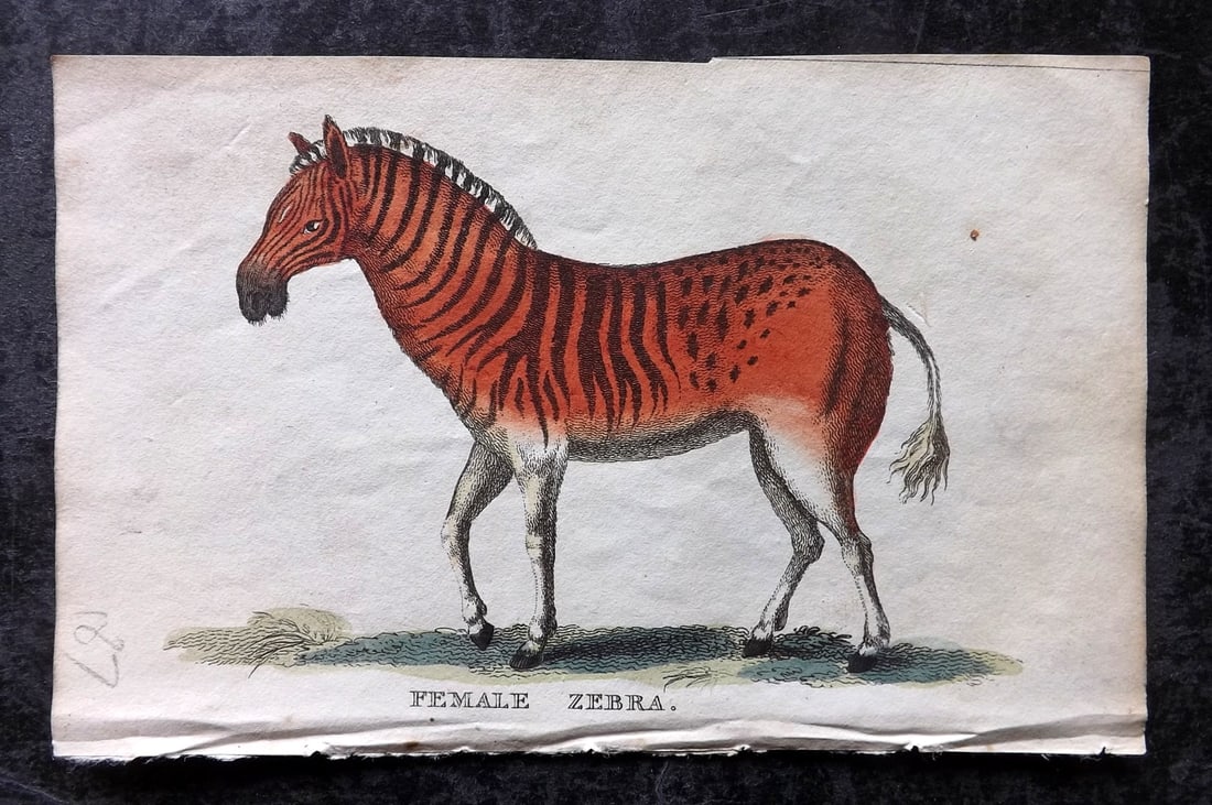Holloway, William 1804 Hand Col Print. Female Zebra: Hand Colored Copper Plate Published 1803-04, London for "The British Museum; Or Elegant Repository of Natural History" by William Holloway and John Branch. Paper Size: 5 x 3.5 inch (13 x 9cm) Very min