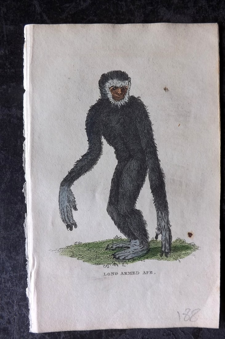 Holloway, William 1804 Hand Col Print. Long Armed Ape: Hand Colored Copper Plate Published 1803-04, London for "The British Museum; Or Elegant Repository of Natural History" by William Holloway and John Branch. Paper Size: 5 x 3.5 inch (13 x 9cm) Very min