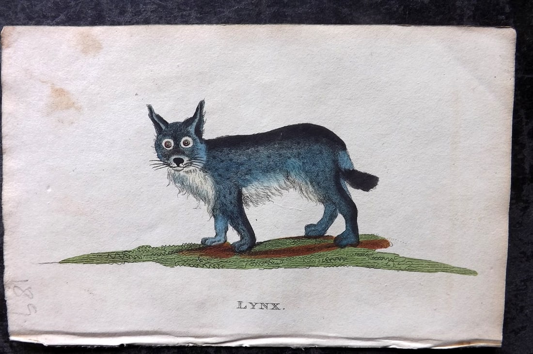 Holloway, William 1804 Hand Col Print. Lynx: Hand Colored Copper Plate Published 1803-04, London for "The British Museum; Or Elegant Repository of Natural History" by William Holloway and John Branch. Paper Size: 5 x 3.5 inch (13 x 9cm) Very min