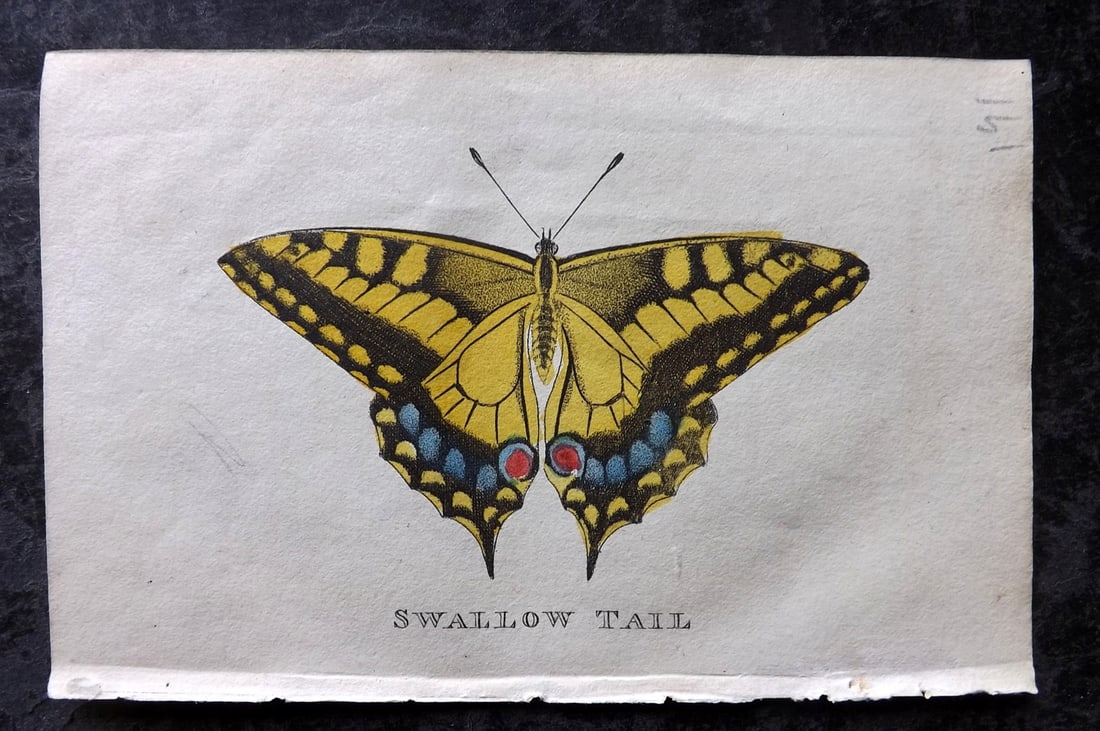 Holloway, William 1804 Hand Col Print. Swallow Tail Butterfly (1 of 1)