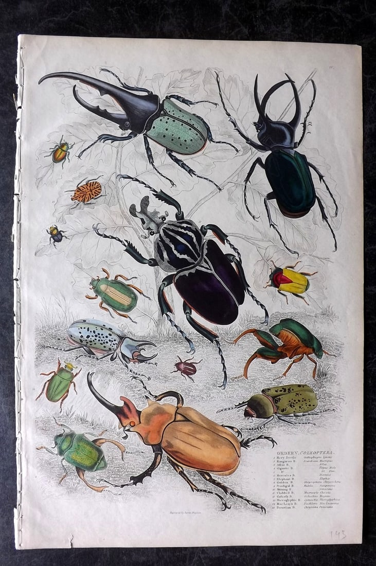 MacGillivray, William 1839 Folio Hand Col Print. Beetles: Folio Hand Colored Steel Engraving with Etching Published 1835-40, Edinburgh for "The Edinburgh Journal of Natural History, and of the Physical Sciences" by William MacGillivray. Paper Size: 13.5 x 9.