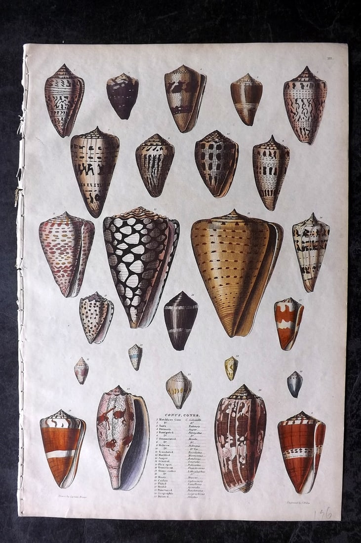 MacGillivray, William 1839 Folio Hand Col Print. Shells (1 of 2)