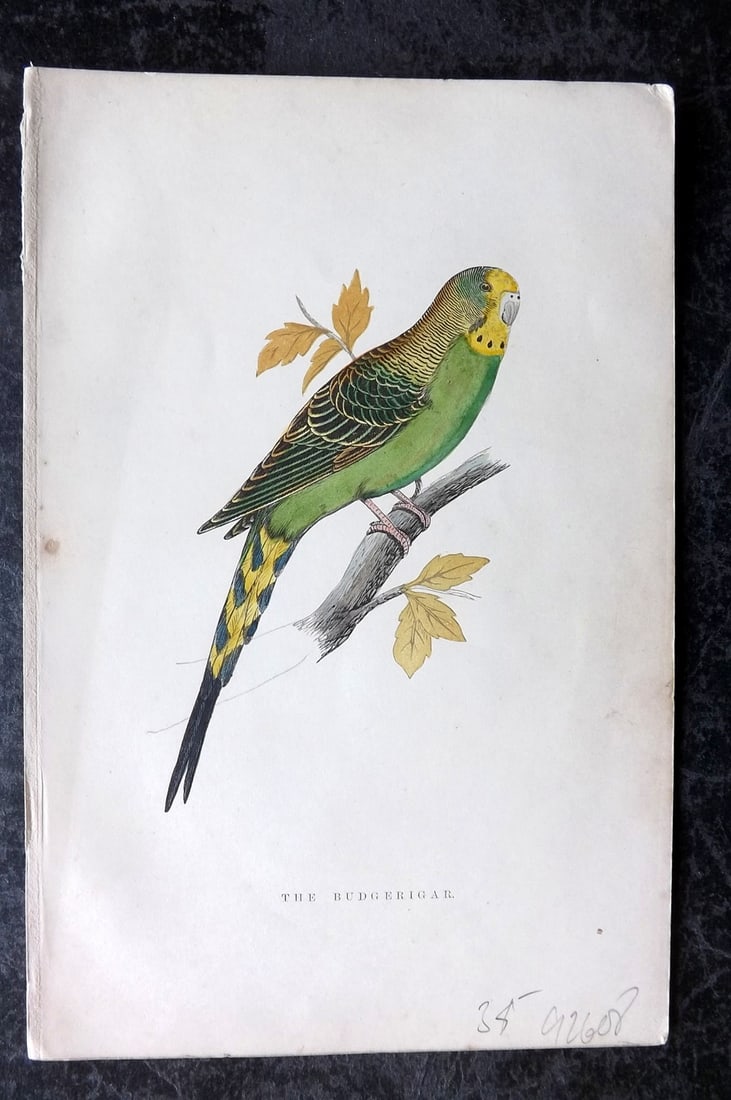 Greene, William 1885 Hand Col Bird Print. Budgerigar Budgie Australia: Woodblocks Published 1885, London for "Birds I Have Kept in Years Gone By" by William T. Greene. Printed in colours and finished by hand. Paper Size: 7 x 5 inch (18 x 12cm) Good Condition overall