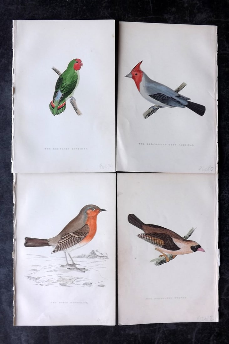 Greene, William 1885 Lot of 4 Hand Col Bird Prints: Woodblocks Published 1885, London for "Birds I Have Kept in Years Gone By" by William T. Greene. Printed in colours and finished by hand. Paper Size: 7 x 5 inch (18 x 12cm) Good Condition overall