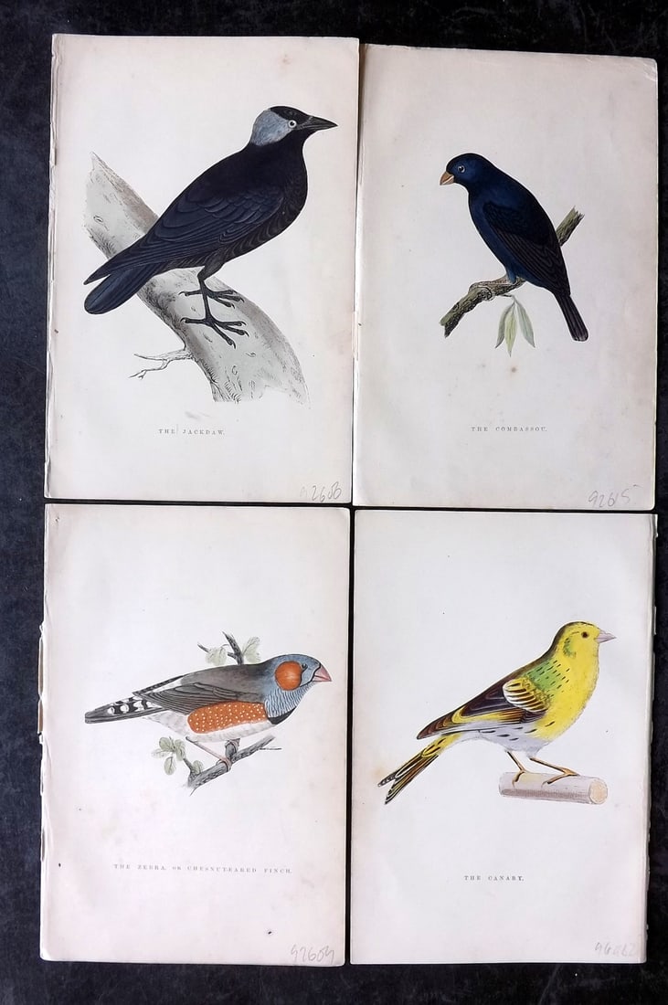 Greene, William 1885 Lot of 4 Hand Col Bird Prints: Woodblocks Published 1885, London for "Birds I Have Kept in Years Gone By" by William T. Greene. Printed in colours and finished by hand. Paper Size: 7 x 5 inch (18 x 12cm) Good Condition overall