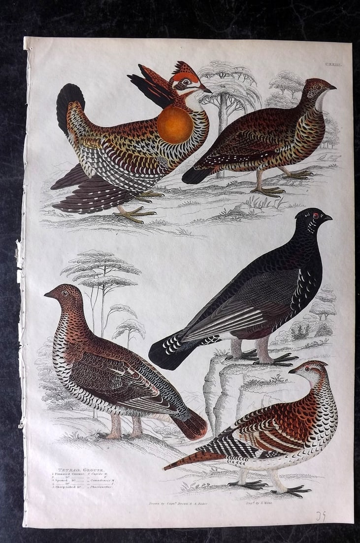 MacGillivray, William 1839 Folio Hand Col Bird Print. Grouse (1 of 2)