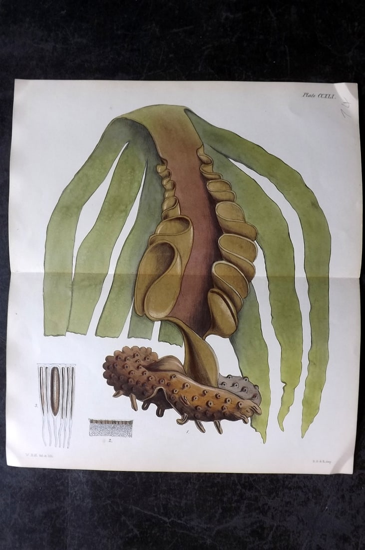 Harvey, William 1846 HCol Double Seaweed Print. Laminaria Bulbosa 241: Hand Colored Lithograph Published 1846-51, London for "Phycologia Britannica: or a History of British Sea-Weeds" First Edition by William Henry Harvey. With accompanying desriptive text. Rare. Centre 