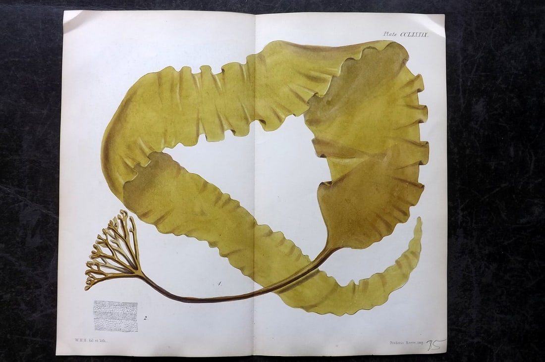 Harvey, William 1846 HCol Double Seaweed Print. Laminaria Saccharina 239: Hand Colored Lithograph Published 1846-51, London for "Phycologia Britannica: or a History of British Sea-Weeds" First Edition by William Henry Harvey. With accompanying desriptive text. Rare. Centre 