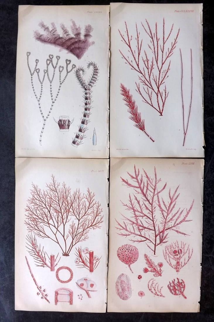Harvey, William 1846 Lot of 4 Hand Col Seaweed Prints: Hand Colored Lithograph Published 1846-51, London for "Phycologia Britannica: or a History of British Sea-Weeds" First Edition by William Henry Harvey. With accompanying desriptive text. Rare. Paper S