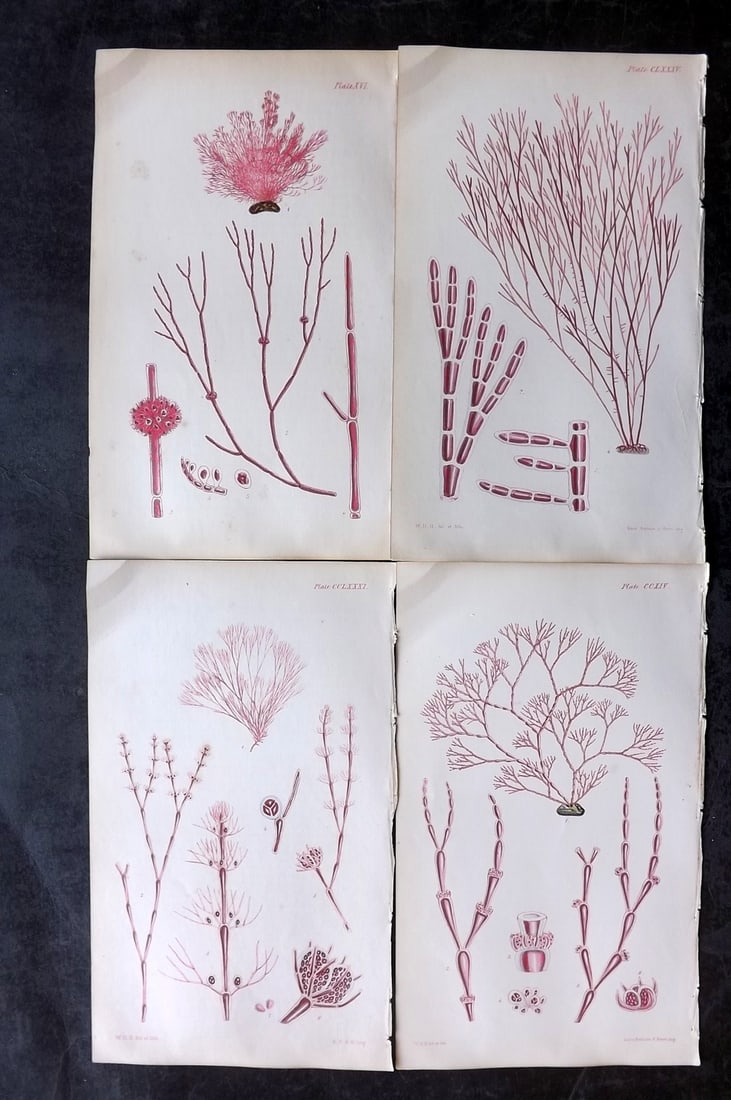 Harvey, William 1846 Lot of 4 Hand Col Seaweed Prints: Hand Colored Lithograph Published 1846-51, London for "Phycologia Britannica: or a History of British Sea-Weeds" First Edition by William Henry Harvey. With accompanying desriptive text. Rare. Paper S