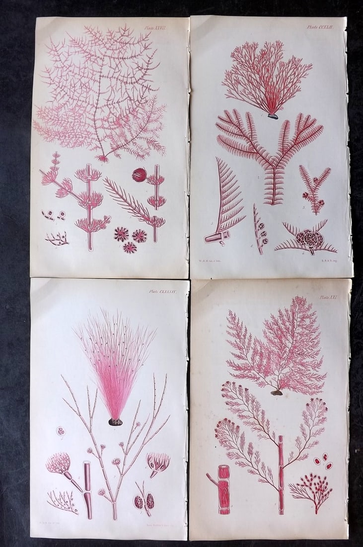 Harvey, William 1846 Lot of 4 Hand Col Seaweed Prints: Hand Colored Lithograph Published 1846-51, London for "Phycologia Britannica: or a History of British Sea-Weeds" First Edition by William Henry Harvey. With accompanying desriptive text. Rare. Paper S