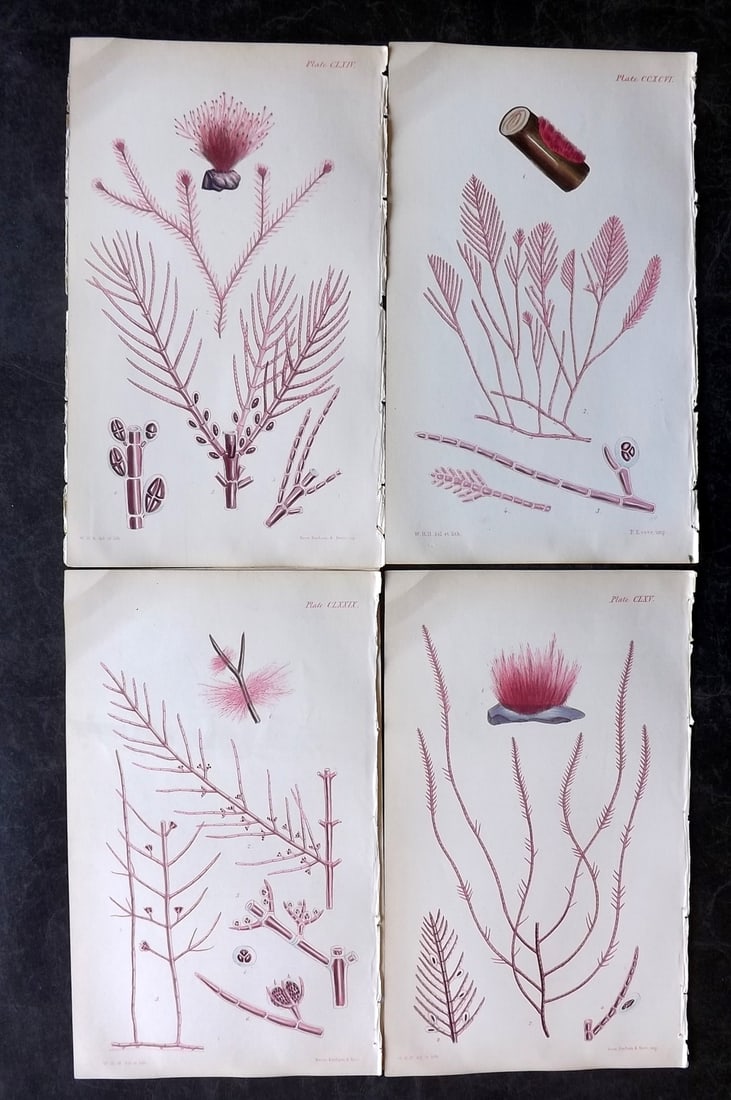 Harvey, William 1846 Lot of 4 Hand Col Seaweed Prints: Hand Colored Lithograph Published 1846-51, London for "Phycologia Britannica: or a History of British Sea-Weeds" First Edition by William Henry Harvey. With accompanying desriptive text. Rare. Paper S