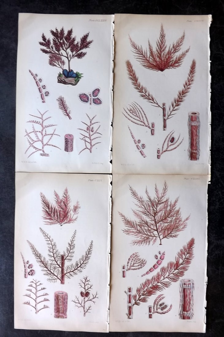 Harvey, William 1846 Lot of 4 Hand Col Seaweed Prints: Hand Colored Lithograph Published 1846-51, London for "Phycologia Britannica: or a History of British Sea-Weeds" First Edition by William Henry Harvey. With accompanying desriptive text. Rare. Paper S