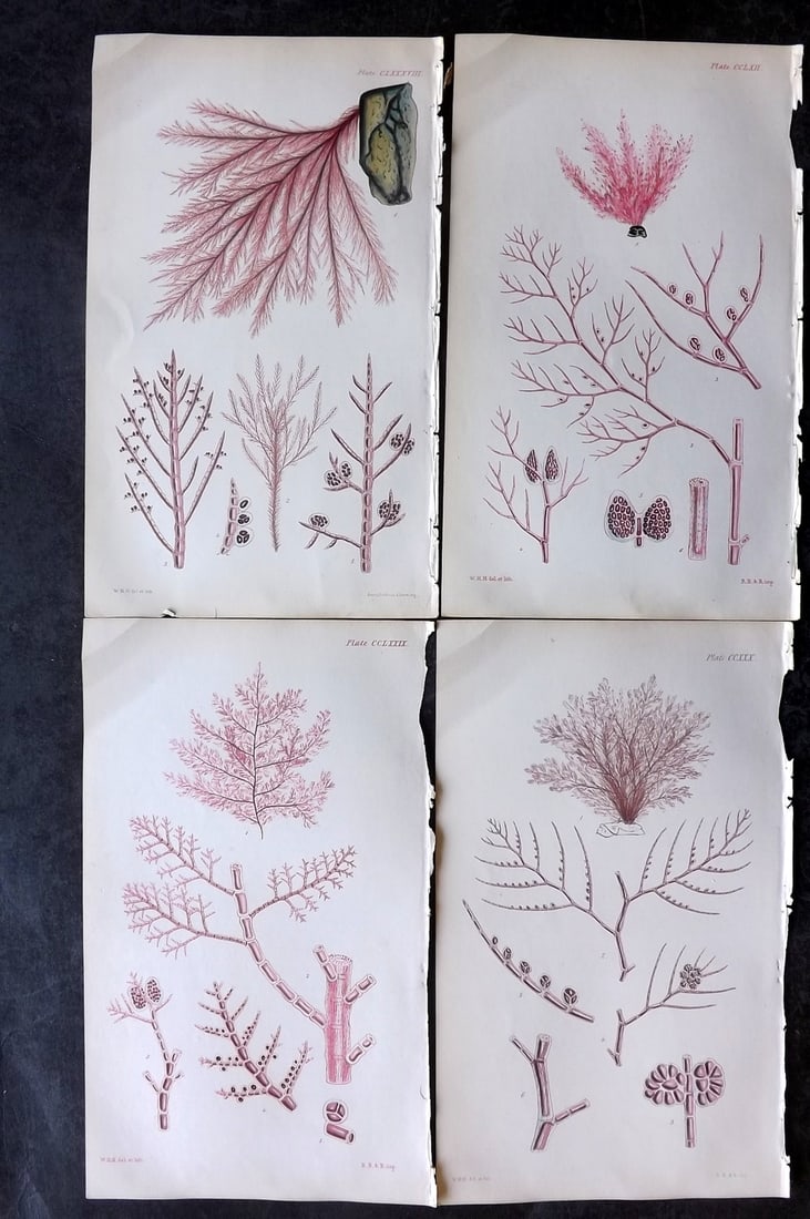 Harvey, William 1846 Lot of 4 Hand Col Seaweed Prints: Hand Colored Lithograph Published 1846-51, London for "Phycologia Britannica: or a History of British Sea-Weeds" First Edition by William Henry Harvey. With accompanying desriptive text. Rare. Paper S