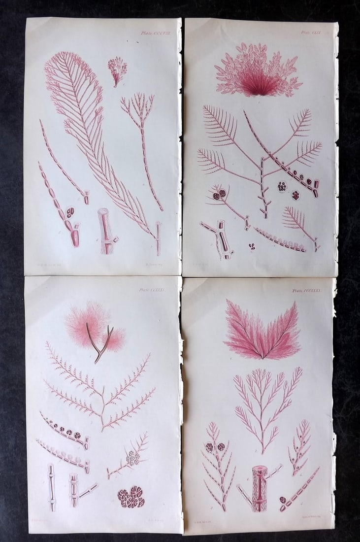 Harvey, William 1846 Lot of 4 Hand Col Seaweed Prints: Hand Colored Lithograph Published 1846-51, London for "Phycologia Britannica: or a History of British Sea-Weeds" First Edition by William Henry Harvey. With accompanying desriptive text. Rare. Paper S