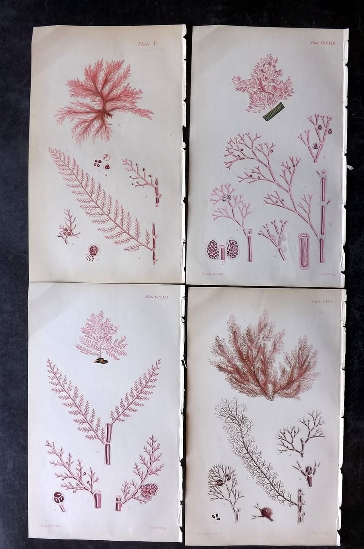 Harvey, William 1846 Lot of 4 Hand Col Seaweed Prints: Hand Colored Lithograph Published 1846-51, London for "Phycologia Britannica: or a History of British Sea-Weeds" First Edition by William Henry Harvey. With accompanying desriptive text. Rare. Paper S