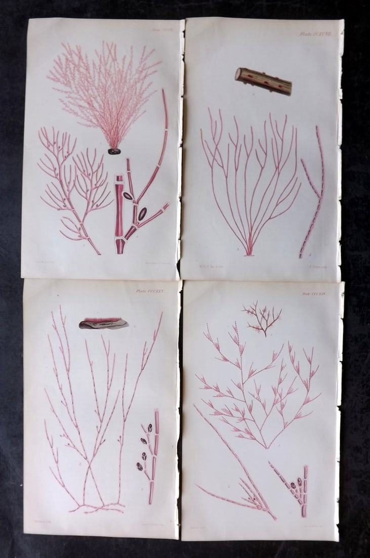 Harvey, William 1846 Lot of 4 Hand Col Seaweed Prints: Hand Colored Lithograph Published 1846-51, London for "Phycologia Britannica: or a History of British Sea-Weeds" First Edition by William Henry Harvey. With accompanying desriptive text. Rare. Paper S