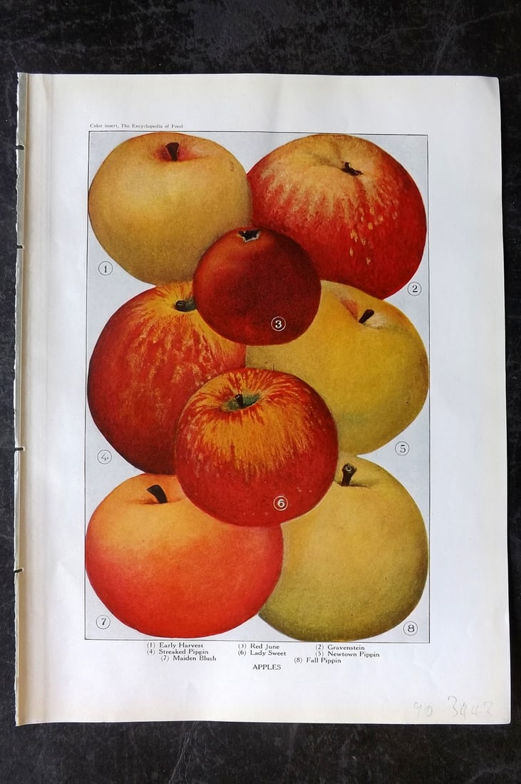 Ward, Artemas 1923 Antique Fruit Print. Apples: Offset Lithograph Published 1923, New York for "The Encyclopedia of Food" by Artemas Ward. Paper Size: 10.5 x 7.5 inch (27 x 19cm) Good Condition