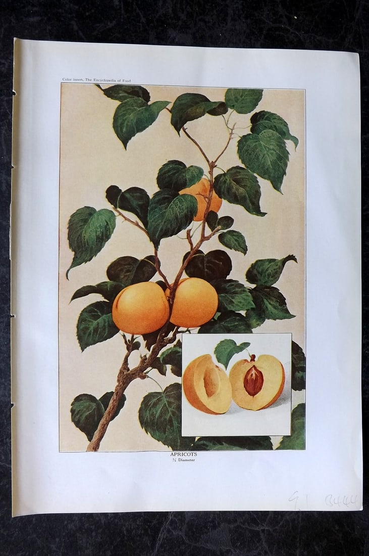 Ward, Artemas 1923 Antique Fruit Print. Apricots: Offset Lithograph Published 1923, New York for "The Encyclopedia of Food" by Artemas Ward. Paper Size: 10.5 x 7.5 inch (27 x 19cm) Good Condition