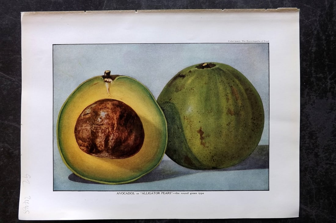 Ward, Artemas 1923 Antique Fruit Print. Avocados or Alligator Pears: Offset Lithograph Published 1923, New York for "The Encyclopedia of Food" by Artemas Ward. Paper Size: 10.5 x 7.5 inch (27 x 19cm) Good Condition