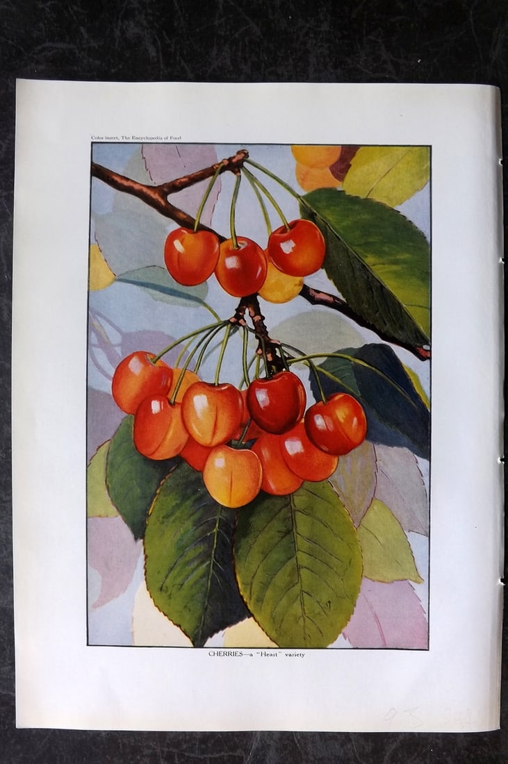 Ward, Artemas 1923 Antique Fruit Print. Cherries (1 of 1)