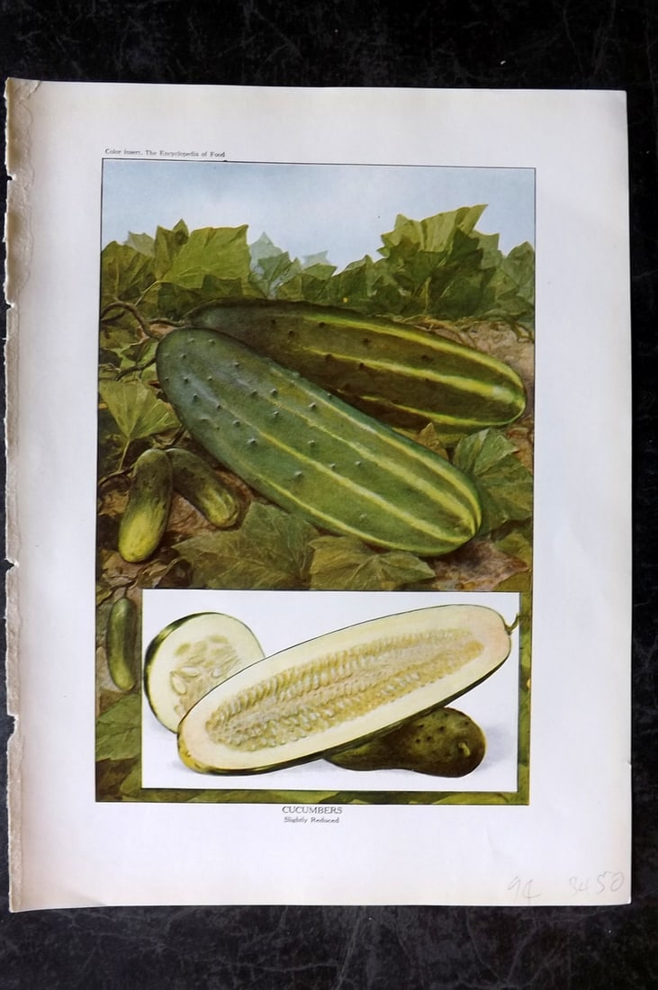 Ward, Artemas 1923 Antique Fruit Print. Cucumbers: Offset Lithograph Published 1923, New York for "The Encyclopedia of Food" by Artemas Ward. Paper Size: 10.5 x 7.5 inch (27 x 19cm) Good Condition