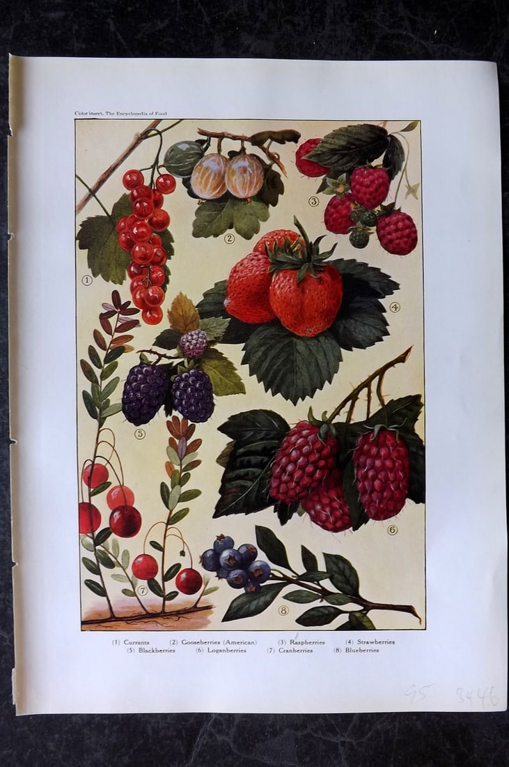 Ward, Artemas 1923 Antique Fruit Print. Currants, Gooseberries, Strawberries, Raspberries (1 of 1)