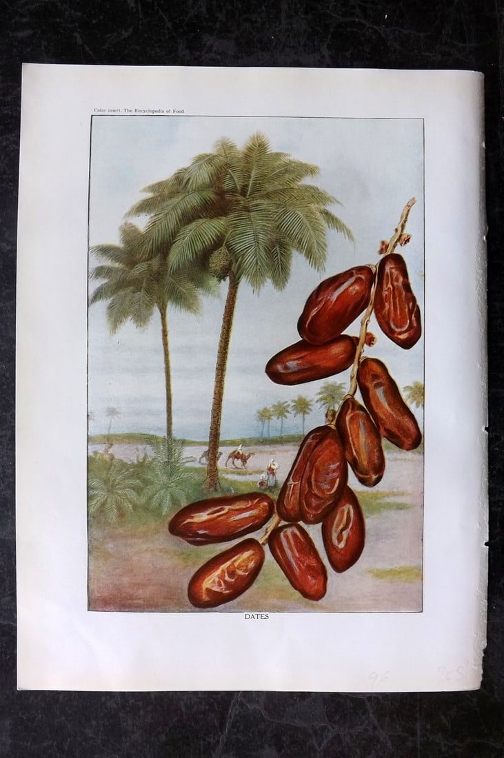 Ward, Artemas 1923 Antique Fruit Print. Dates: Offset Lithograph Published 1923, New York for "The Encyclopedia of Food" by Artemas Ward. Paper Size: 10.5 x 7.5 inch (27 x 19cm) Good Condition