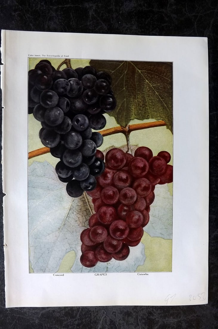 Ward, Artemas 1923 Antique Fruit Print. Grapes (1 of 1)