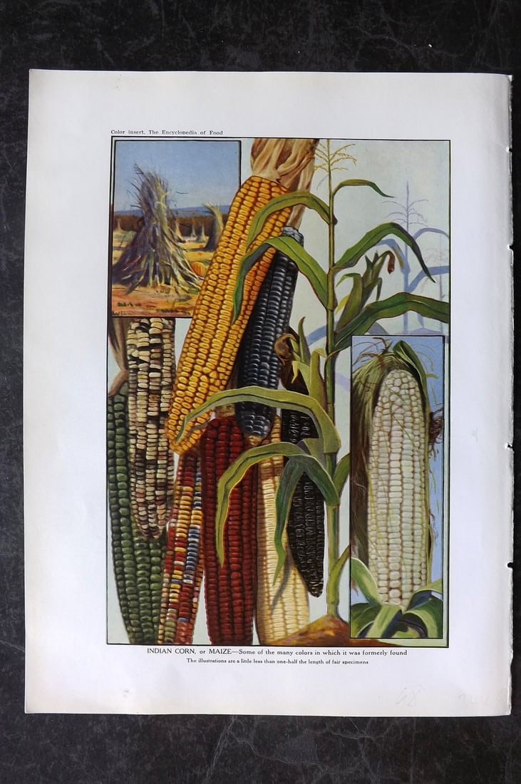 Ward, Artemas 1923 Antique Fruit Print. Indian Corn or Maize: Offset Lithograph Published 1923, New York for "The Encyclopedia of Food" by Artemas Ward. Paper Size: 10.5 x 7.5 inch (27 x 19cm) Good Condition