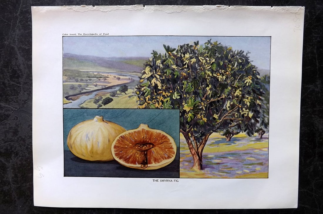 Ward, Artemas 1923 Antique Fruit Print. The Smyrna Fig (1 of 1)