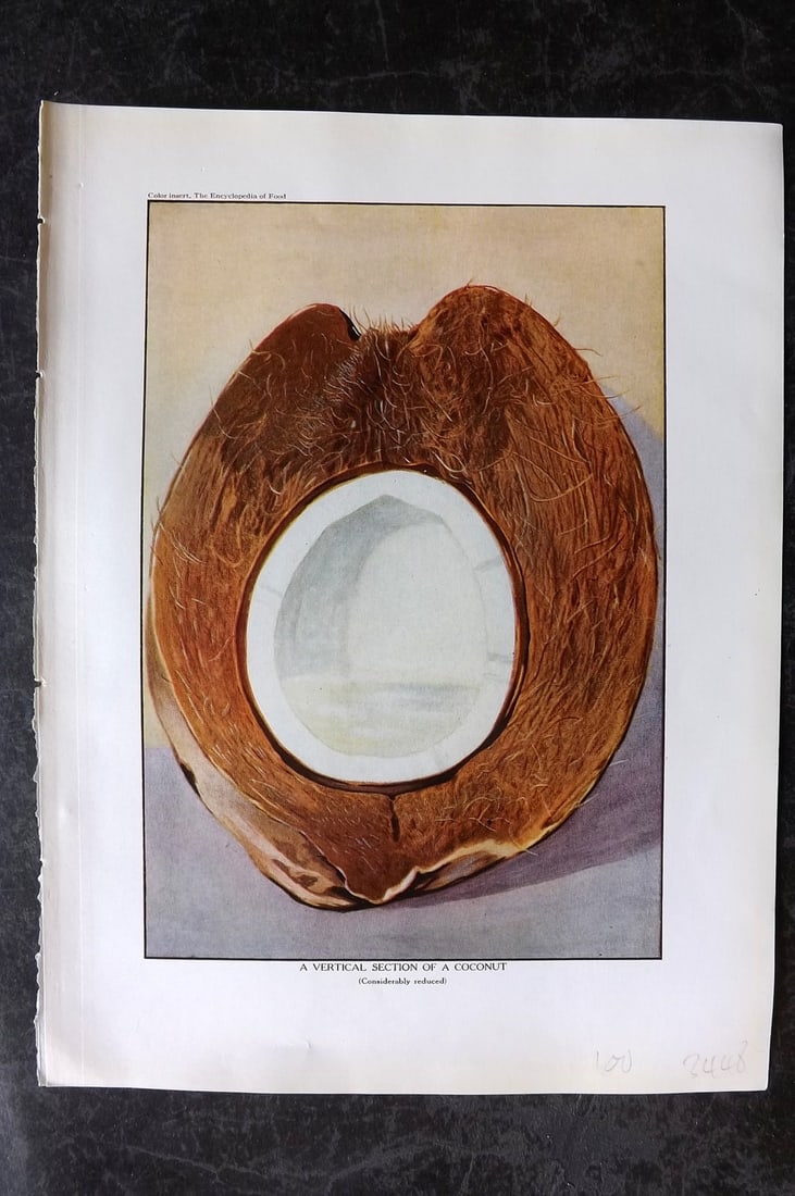 Ward, Artemas 1923 Antique Fruit Print. Vertical Section of a Coconut: Offset Lithograph Published 1923, New York for "The Encyclopedia of Food" by Artemas Ward. Paper Size: 10.5 x 7.5 inch (27 x 19cm) Good Condition