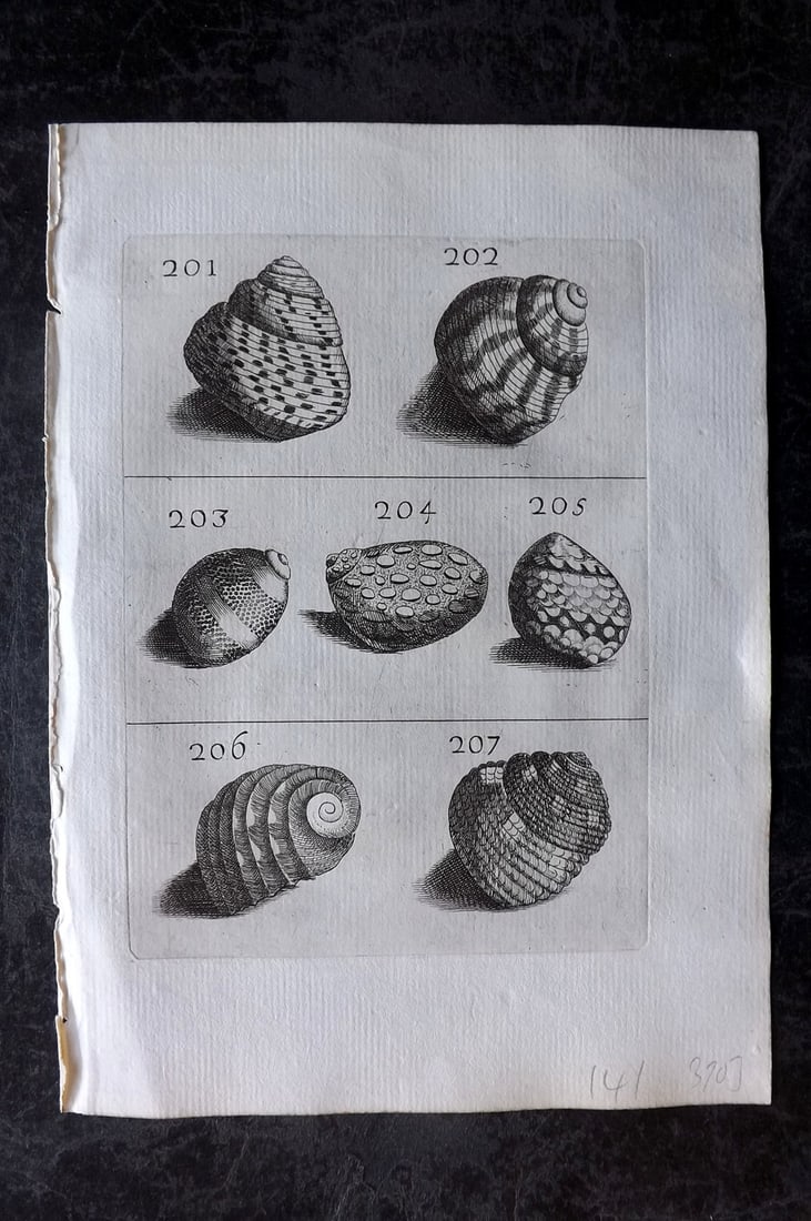 Buonanni, Filippo 1684 Rare Antique Shell Print 201-207: Copper Plate Publishec 1684, Rome for "Recreatio Mentis et Oculi in observatione Animalium Testaceorum curiosis naturae inspectoribus" by Filippo Buonanni. Rare. The first work published devoted entir