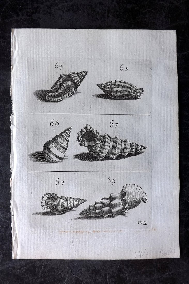 Buonanni, Filippo 1684 Rare Antique Shell Print 64-69: Copper Plate Publishec 1684, Rome for "Recreatio Mentis et Oculi in observatione Animalium Testaceorum curiosis naturae inspectoribus" by Filippo Buonanni. Rare. The first work published devoted entir