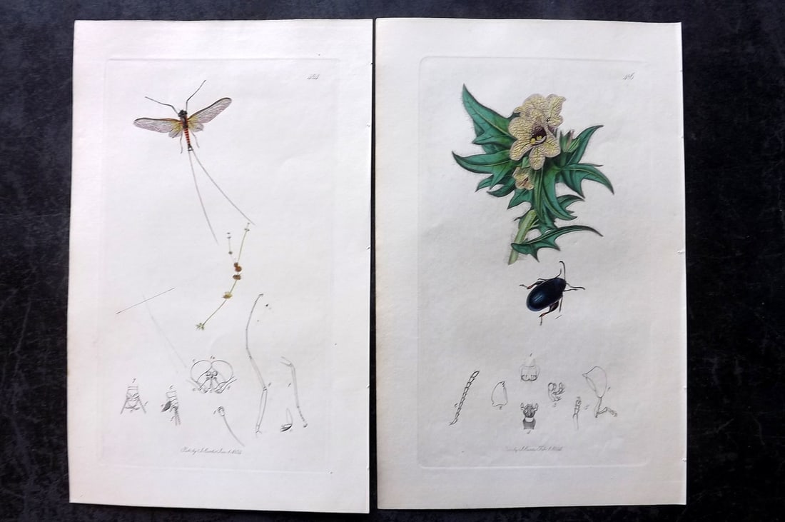 Curtis, John 1834 Pair of HCol Insect Botanical Prints, First Edition: Hand Colored Etchings Published 1823-39, London for "British Entomology: Being Illustrations and Descriptions of the Genera of Insects found in Great Britain and Ireland" First Edition by John Curtis.