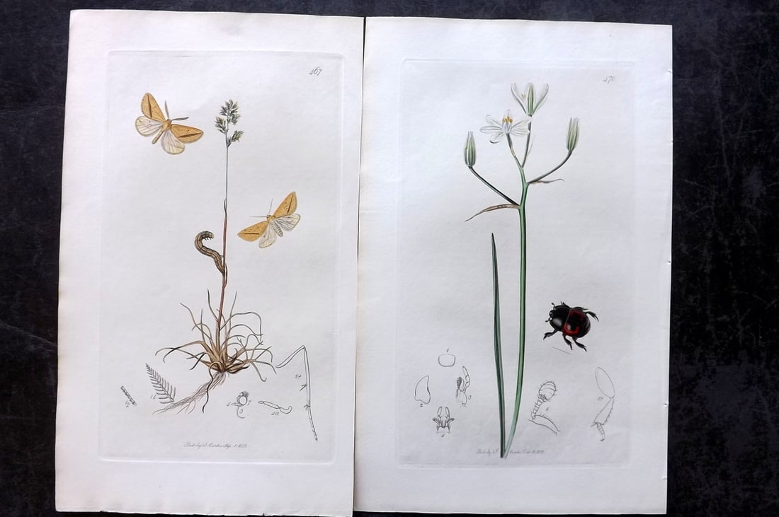 Curtis, John 1834 Pair of HCol Insect Botanical Prints, First Edition: Hand Colored Etchings Published 1823-39, London for "British Entomology: Being Illustrations and Descriptions of the Genera of Insects found in Great Britain and Ireland" First Edition by John Curtis.