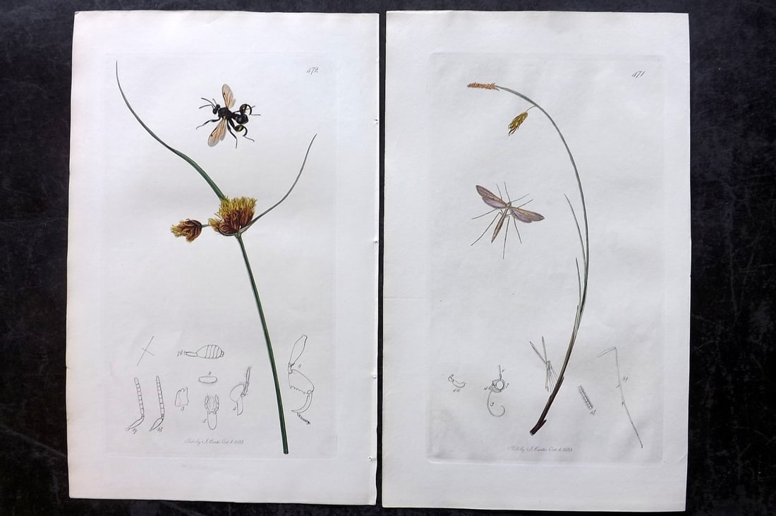 Curtis, John 1834 Pair of HCol Insect Botanical Prints, First Edition: Hand Colored Etchings Published 1823-39, London for "British Entomology: Being Illustrations and Descriptions of the Genera of Insects found in Great Britain and Ireland" First Edition by John Curtis.