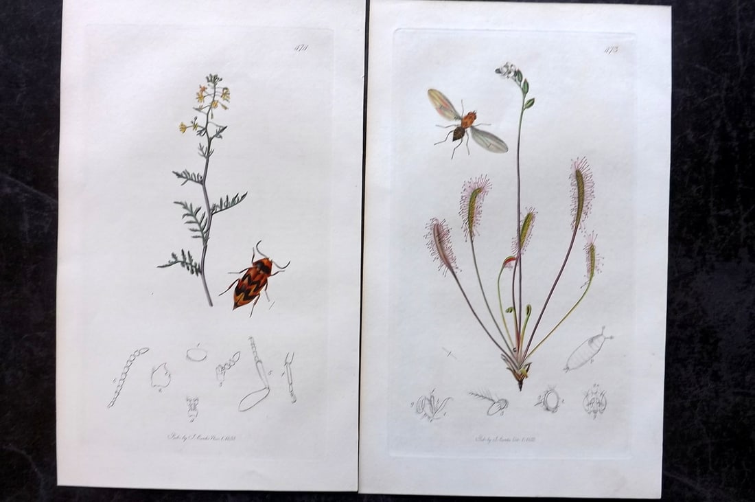 Curtis, John 1834 Pair of HCol Insect Botanical Prints, First Edition: Hand Colored Etchings Published 1823-39, London for "British Entomology: Being Illustrations and Descriptions of the Genera of Insects found in Great Britain and Ireland" First Edition by John Curtis.