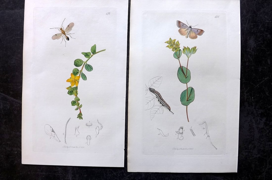Curtis, John 1834 Pair of HCol Insect Botanical Prints, First Edition: Hand Colored Etchings Published 1823-39, London for "British Entomology: Being Illustrations and Descriptions of the Genera of Insects found in Great Britain and Ireland" First Edition by John Curtis.